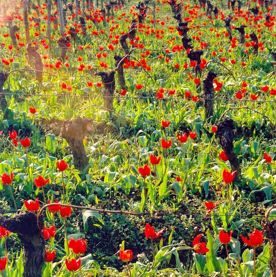 chateau-fontenille-Vignes-tulipes