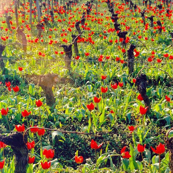 chateau-fontenille-Vignes-tulipes chateau-fontenille-Vignes-tulipes
